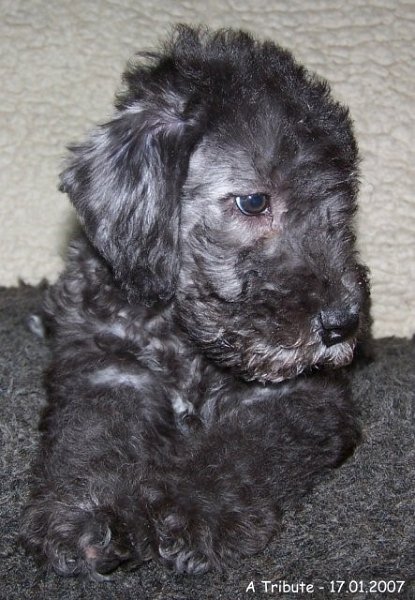 33-Dough 17012007.jpg - ASCII